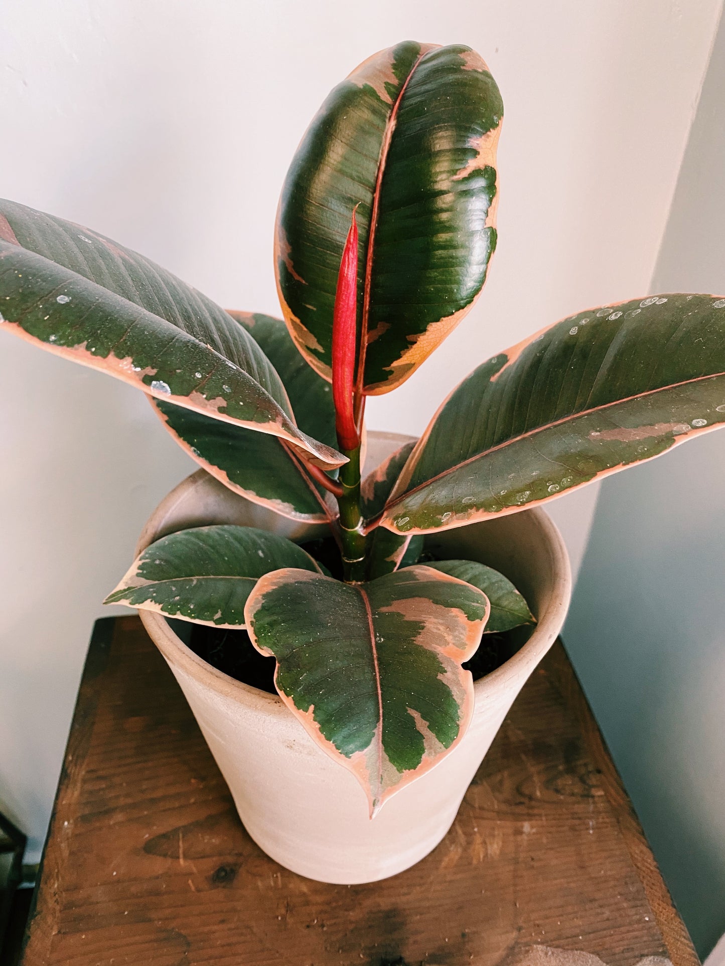 Ficus elastica ‘Ruby’ - Rubber Tree