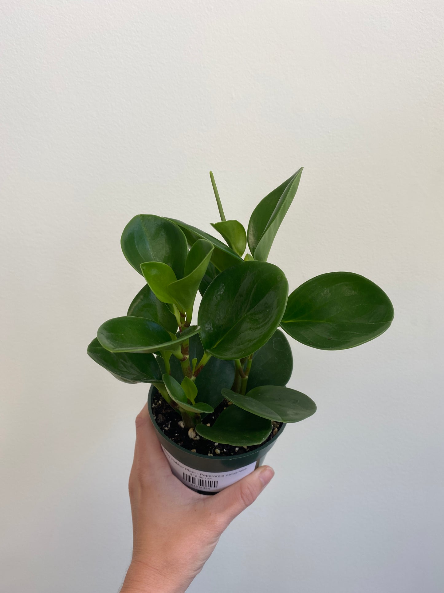 Peperomia obtusifolia - Baby Rubber Plant