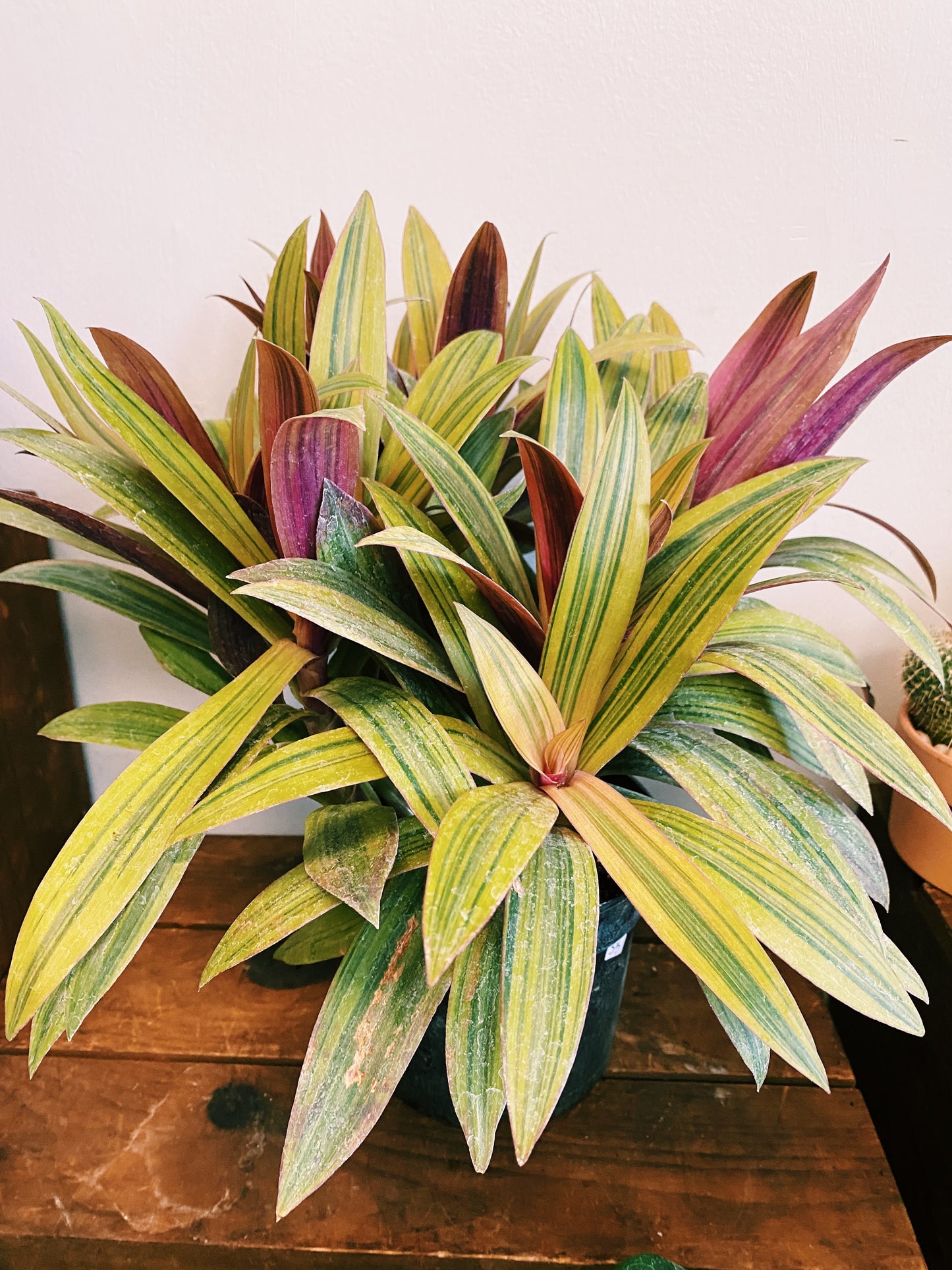 Rhoeo - Tradescantia - Boat Lily