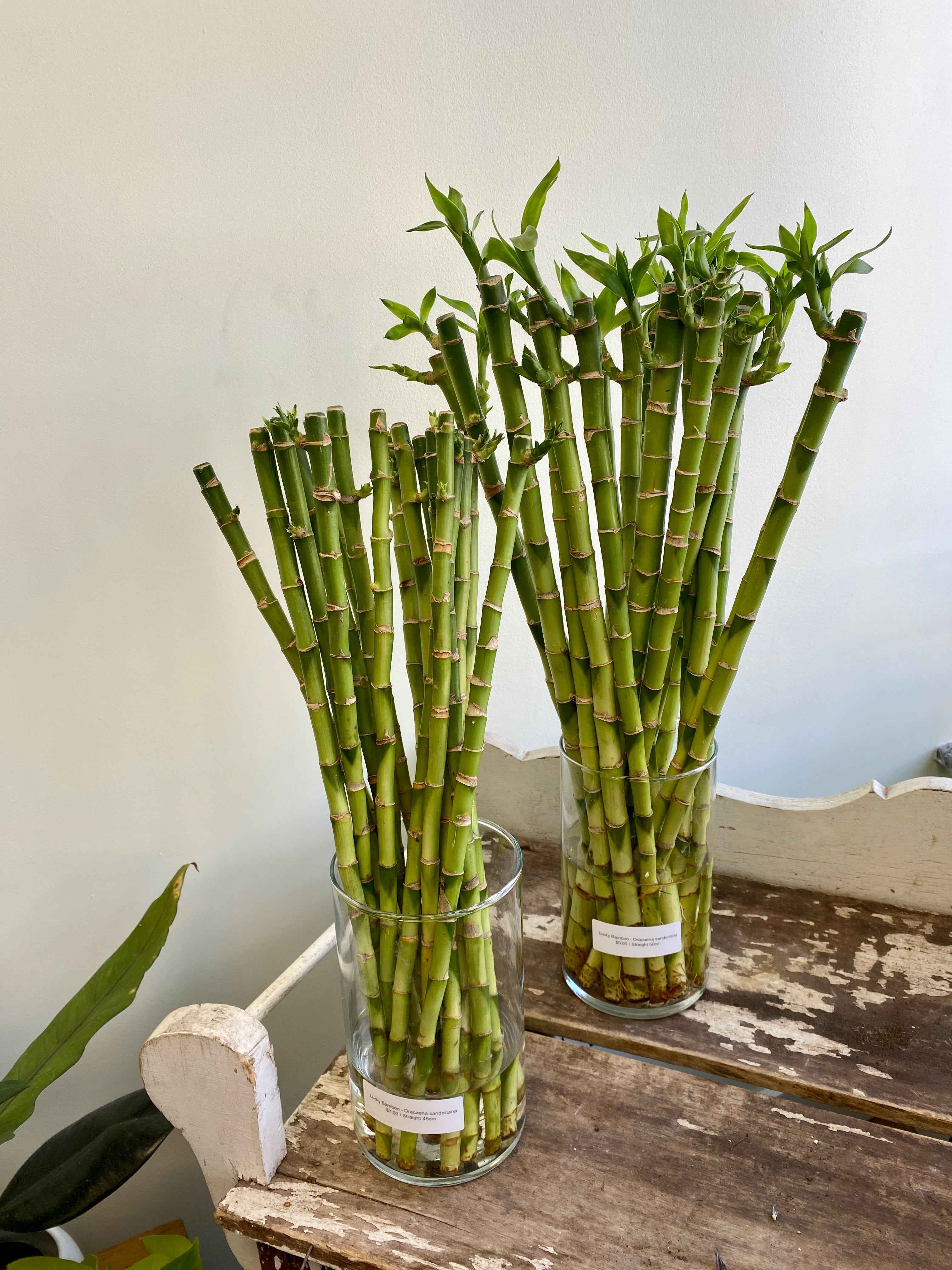 is dracaena bamboo Dracaena Sanderiana