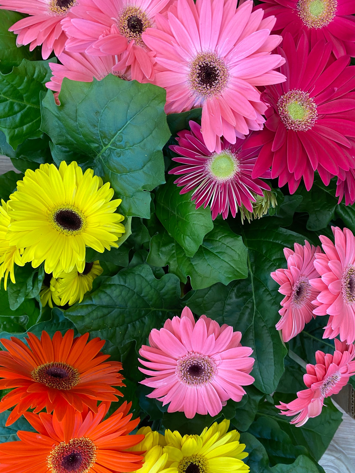 Potted Gerbera Daisy