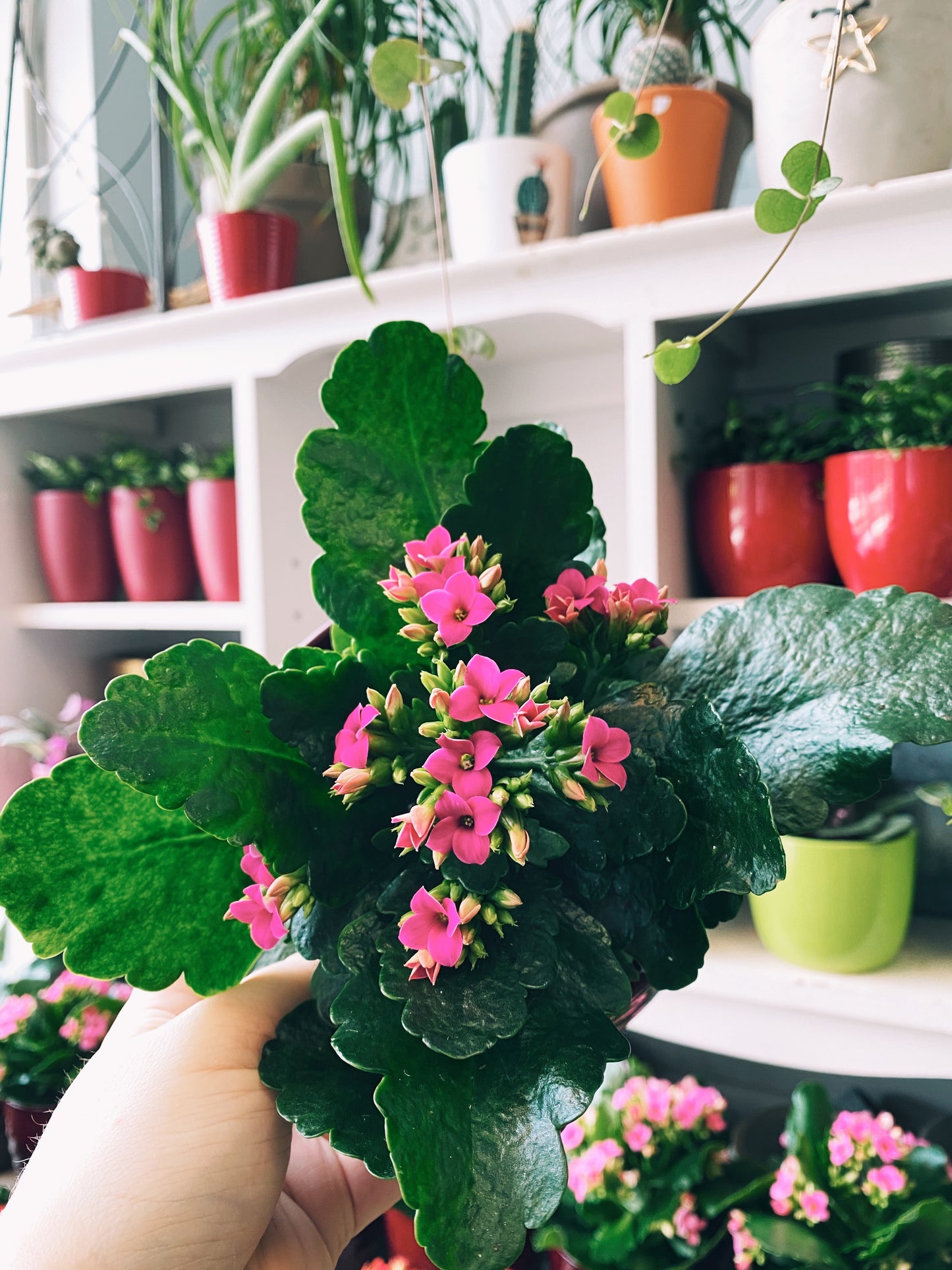Kalanchoe / Calandiva