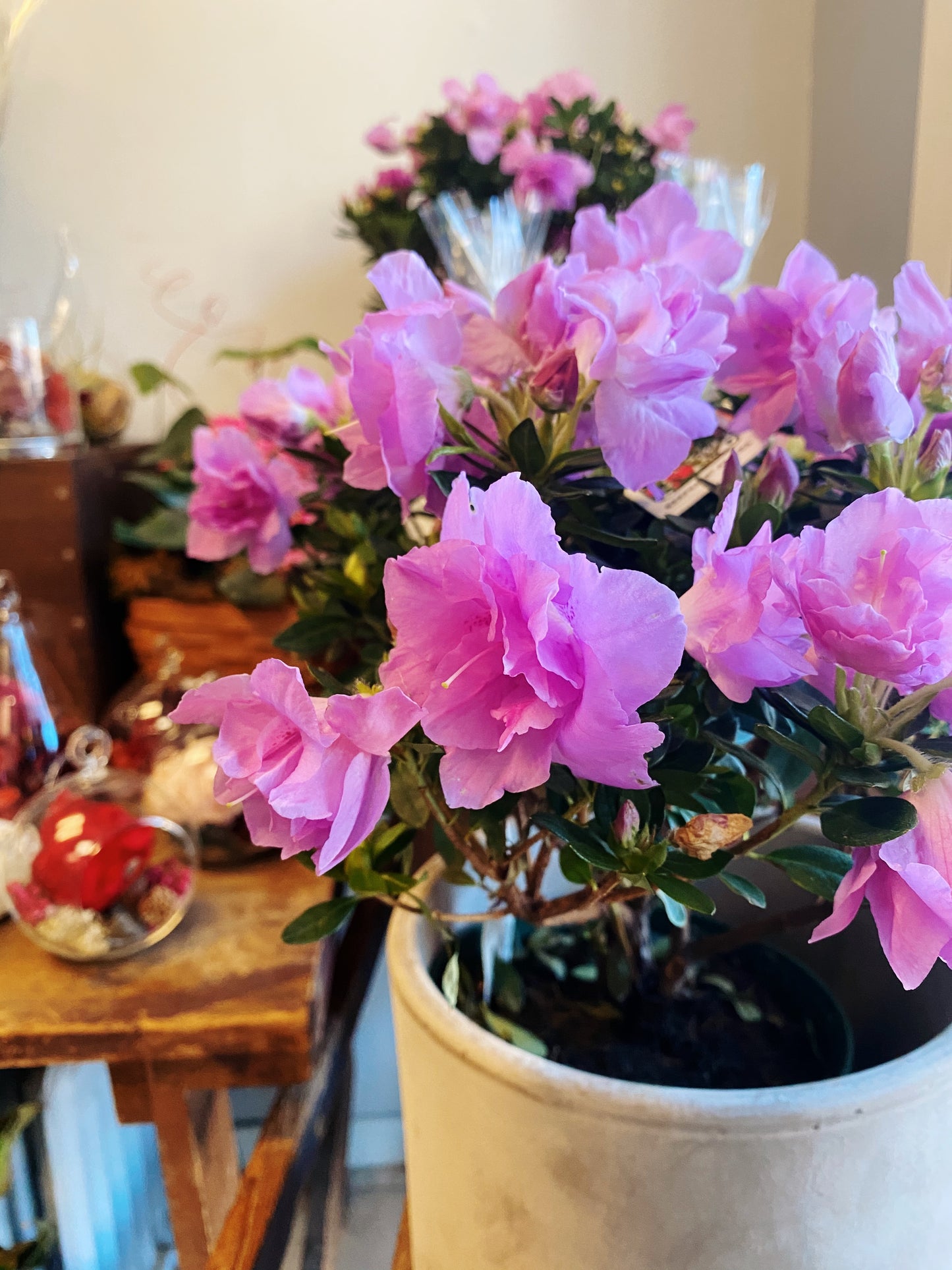 Azalea
