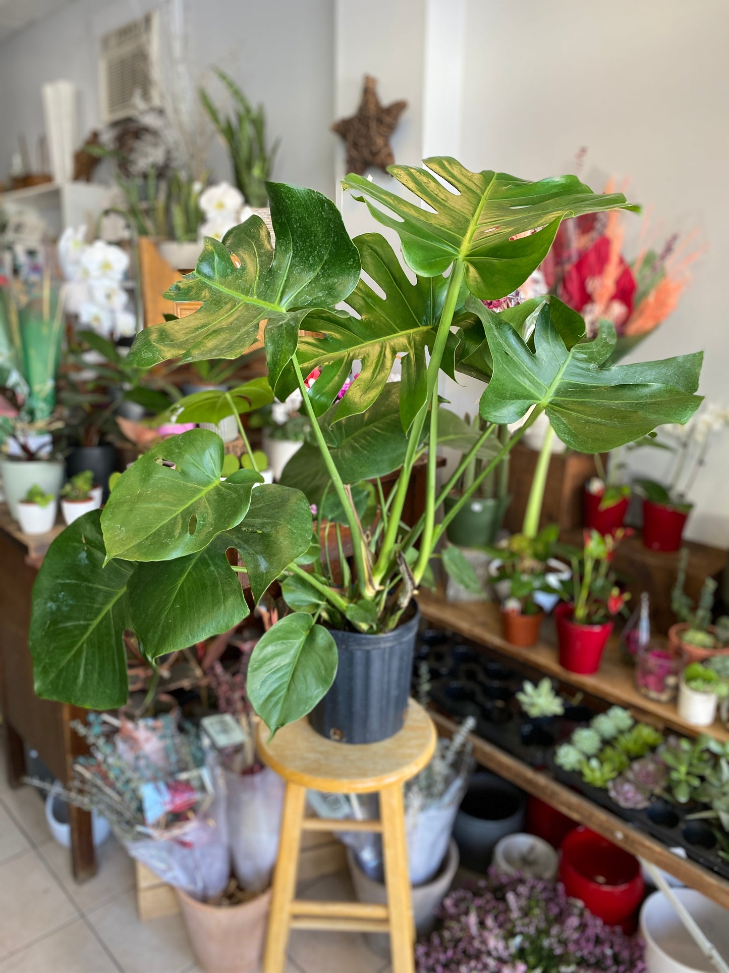 Monstera deliciosa