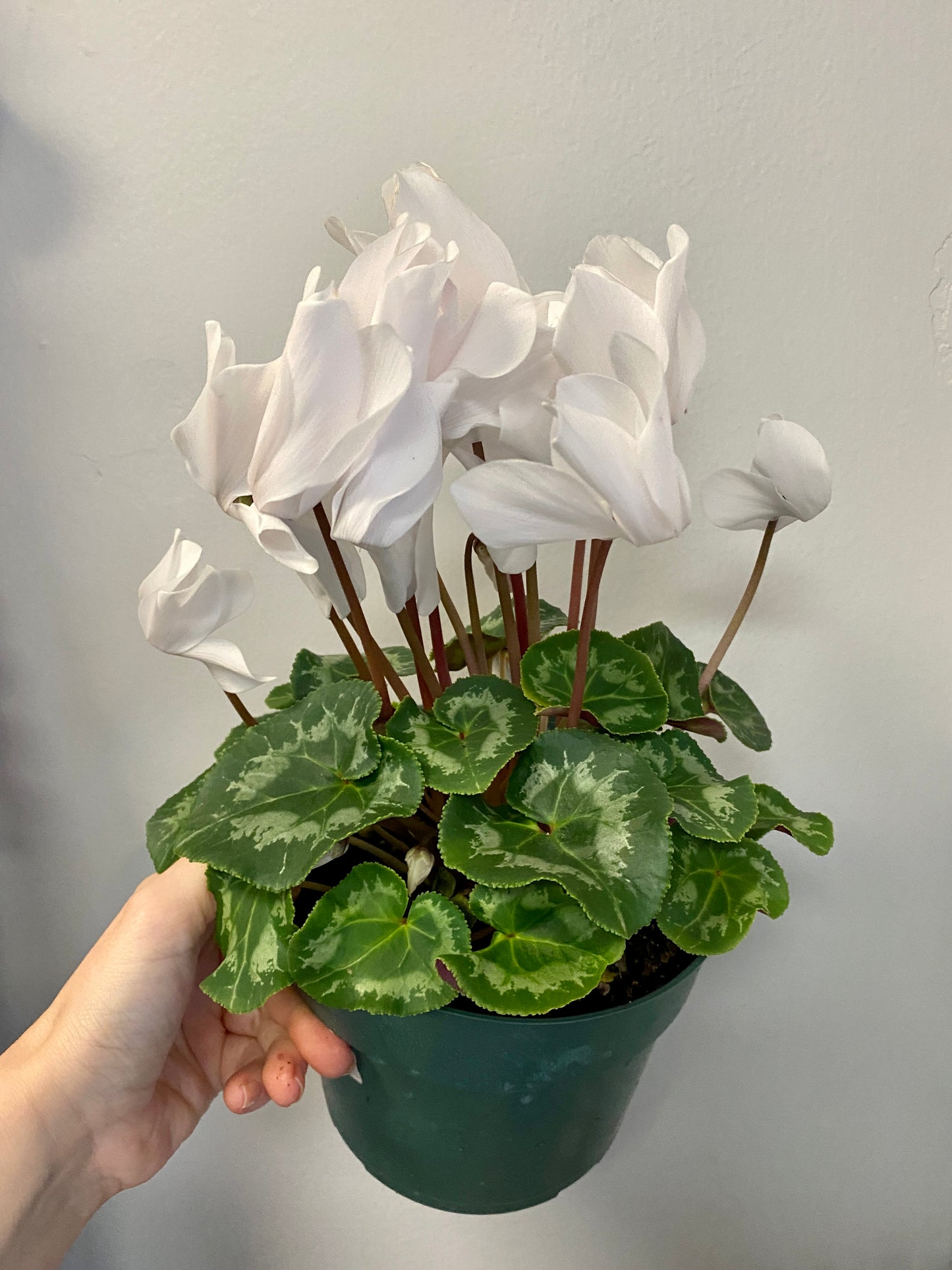 Cyclamen