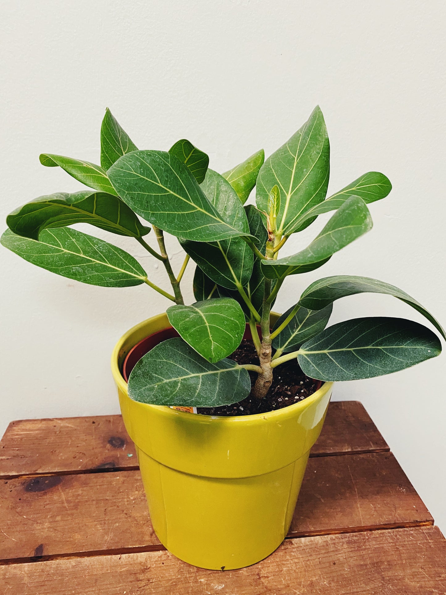 Ficus Audrey - Ficus benghalensis