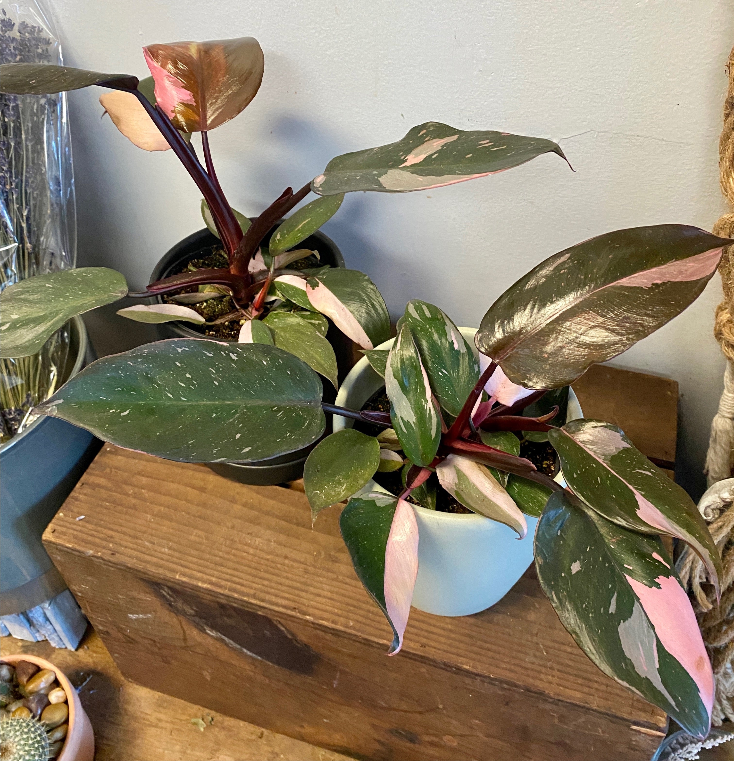 pink princess philodendron canada Philodendron 'Pink Princess' – Wild Willy's Plants and Flowers