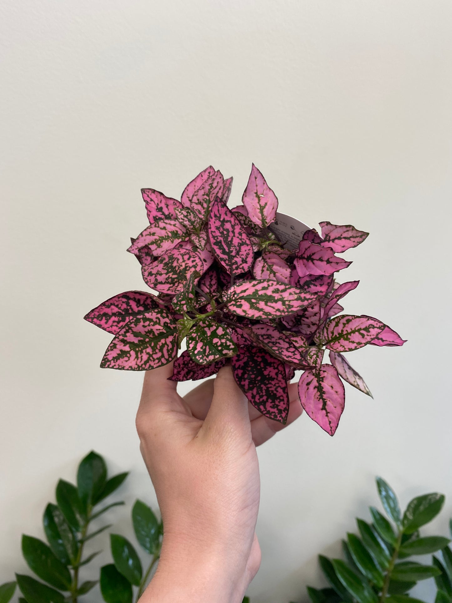 Hypoestes phyllostachya - Polka Dot Plant