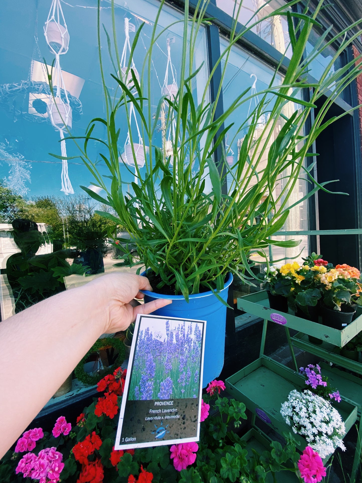 Hidcote English lavnder (angustifolia 'Hidcote')