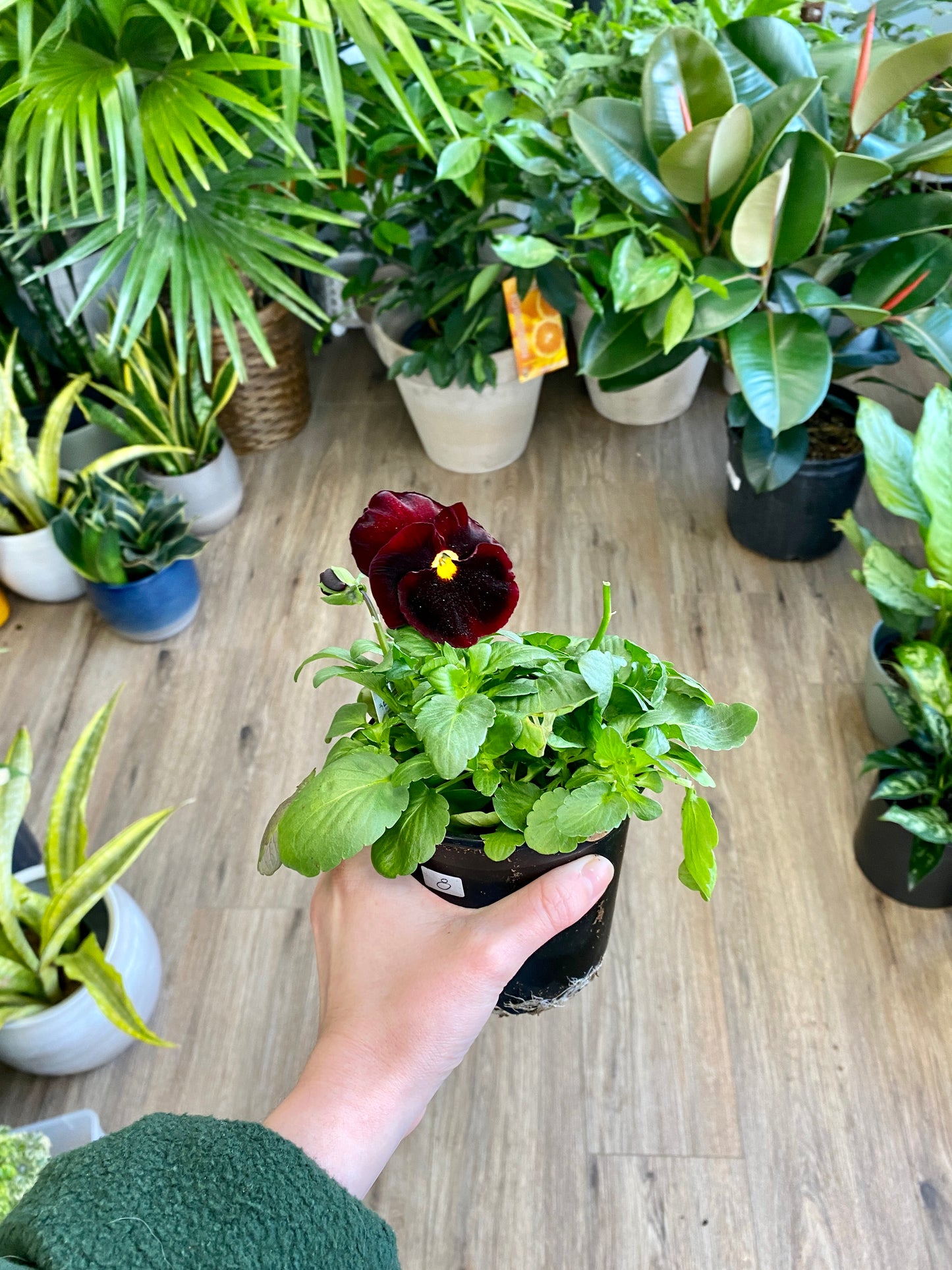 Pansy