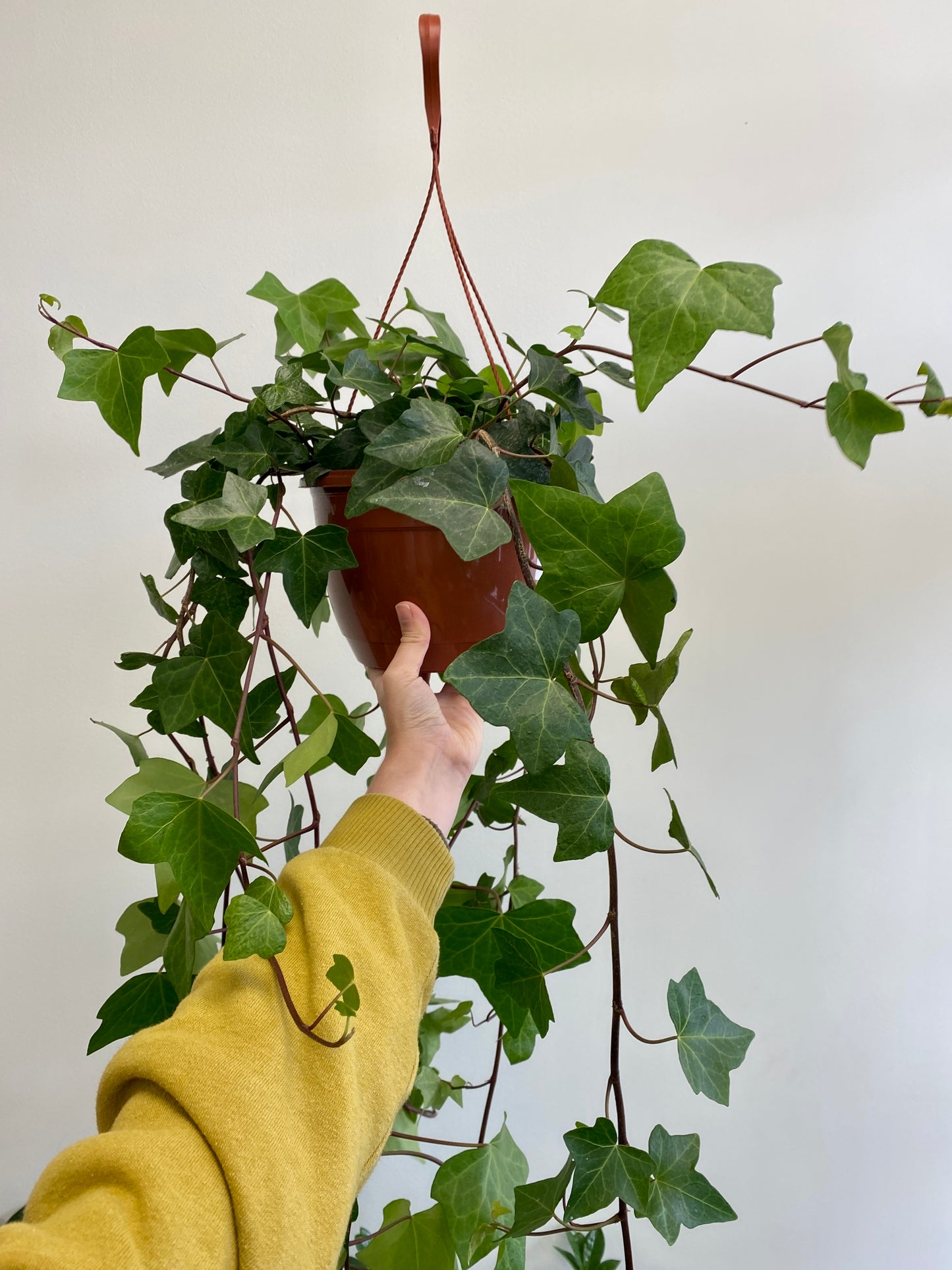 Algerian Green Ivy - Hedera algeriensis