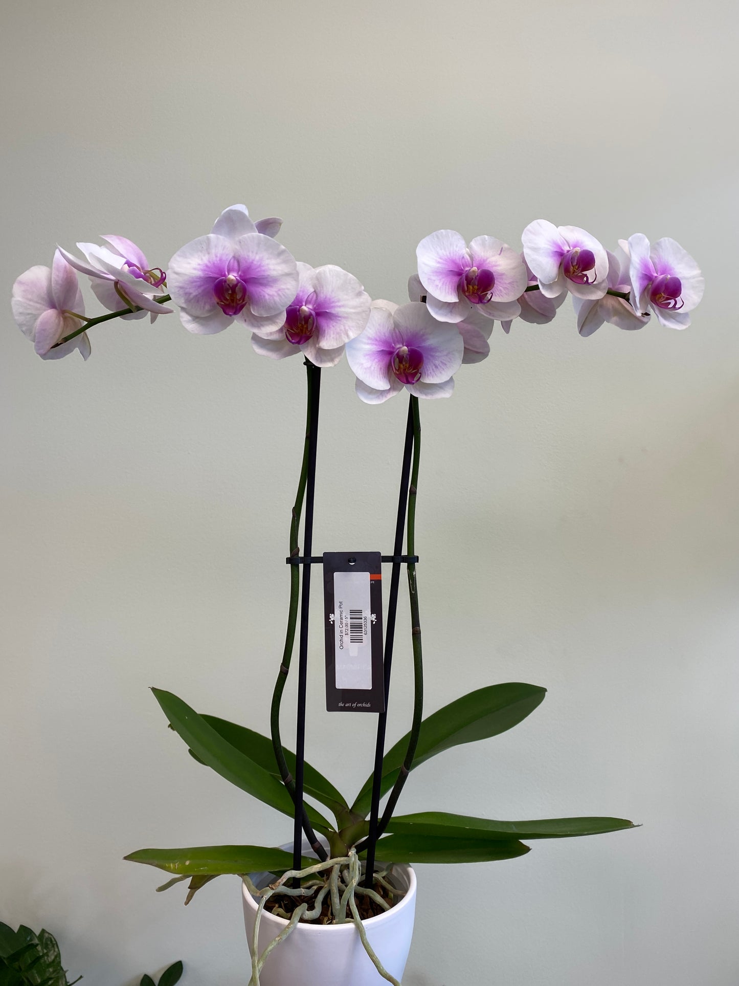 Orchid in Ceramic Pot