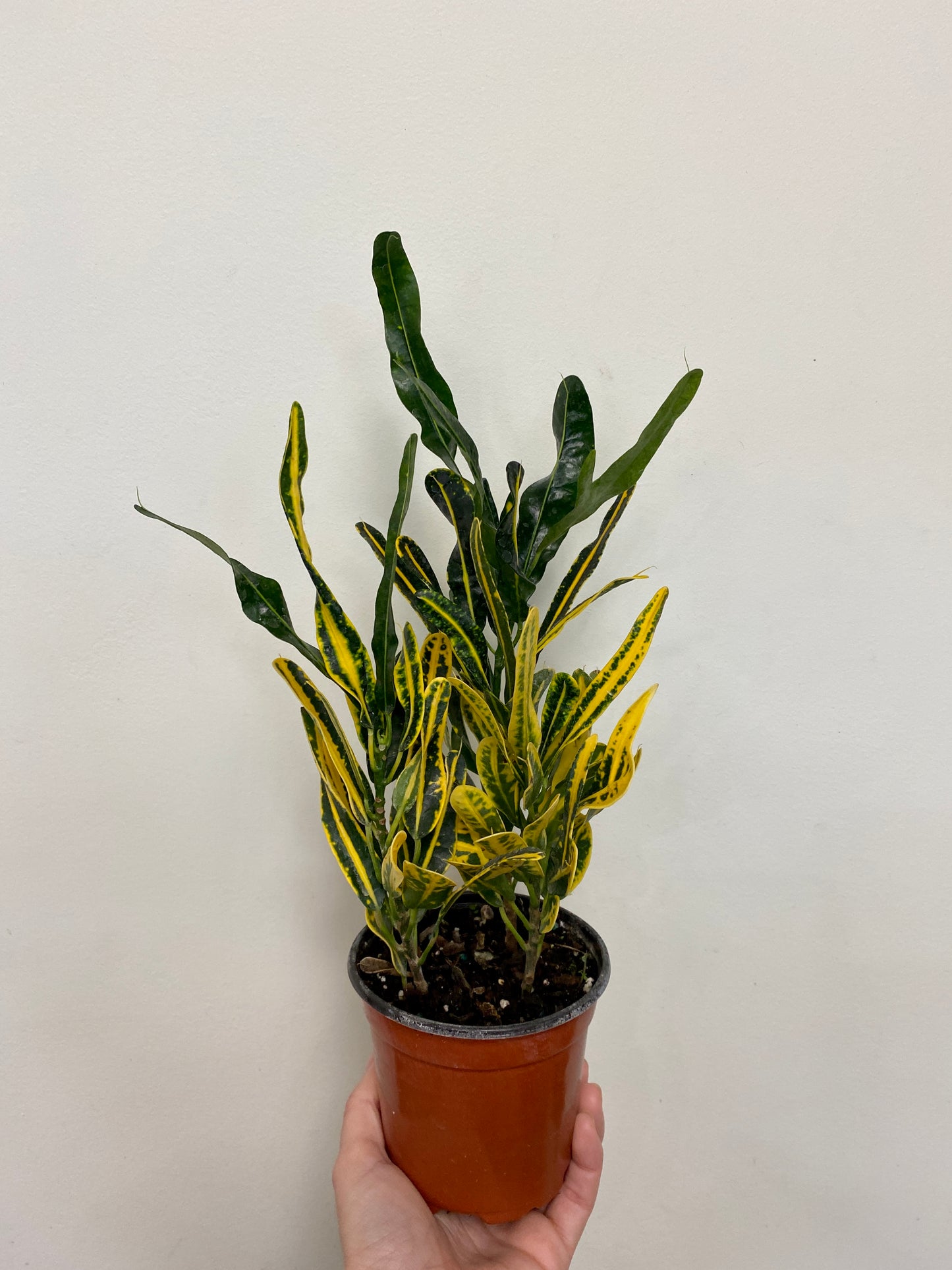 Codiaeum variegatum 'Banana' - Banana Croton