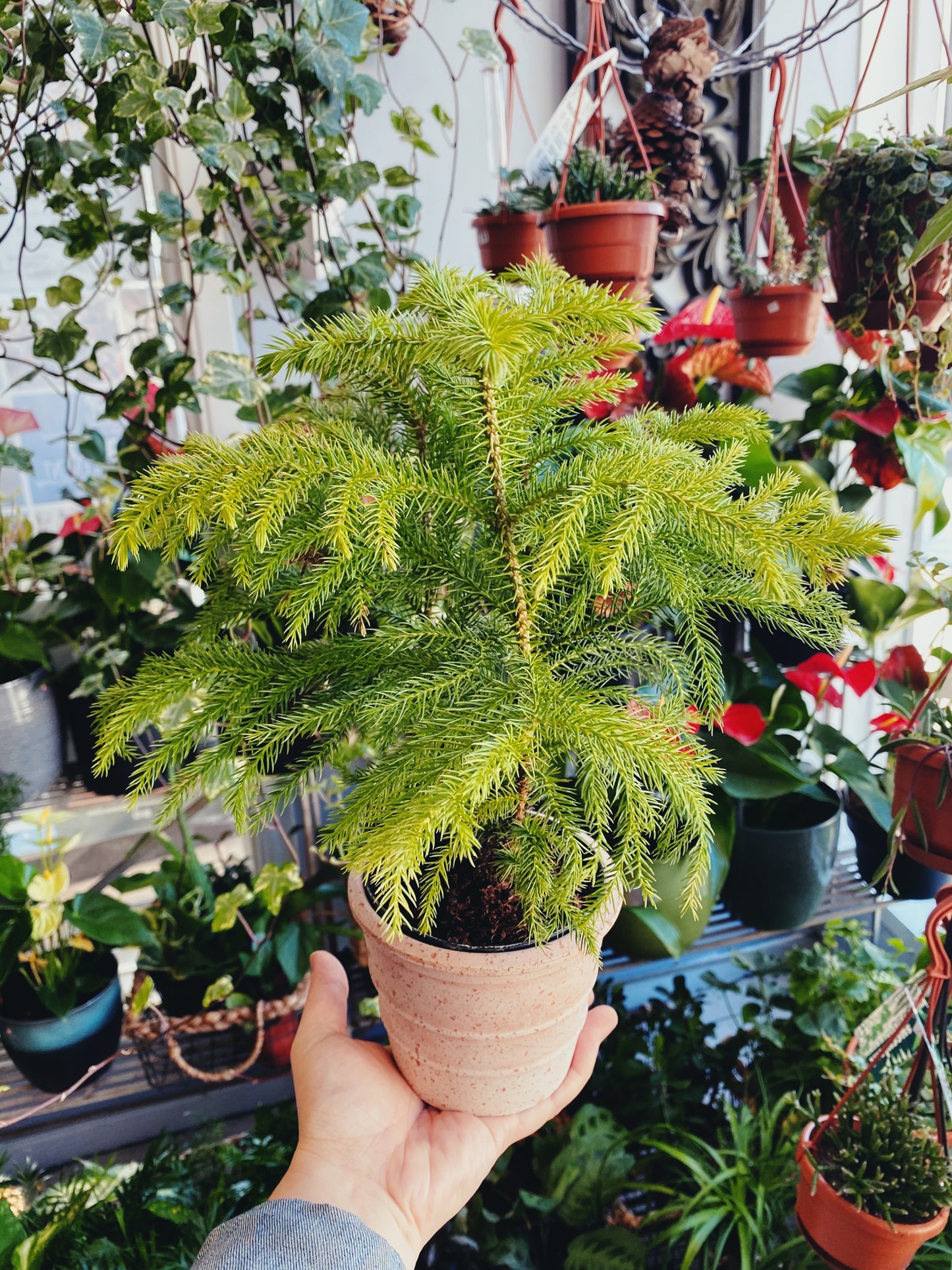 Auracaria heterophylla - Norfolk Pine