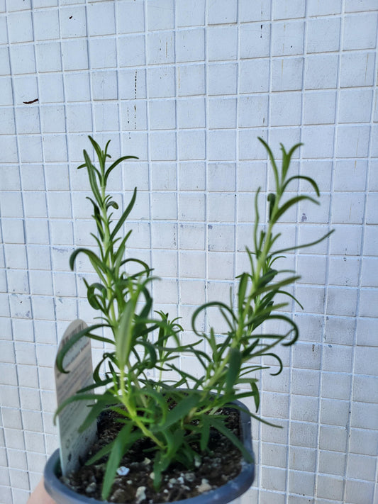 Rosemary 'Barbecue'