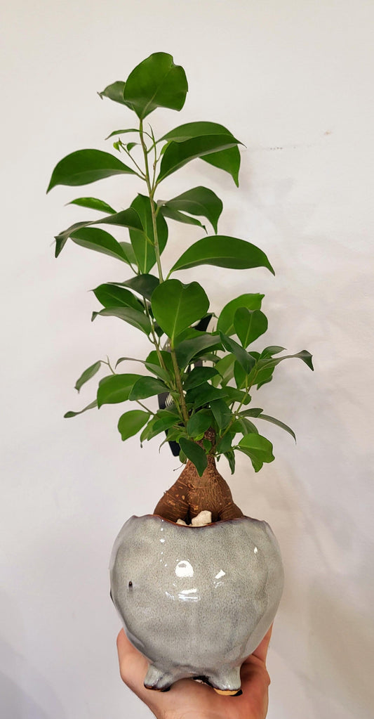 Ficus retusa "Bonsai" - Ginseng Ficus 'Bonsai'