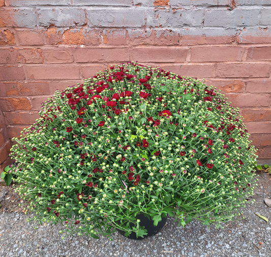 12" Potted Chrysanthemum - Annual Fall Mums