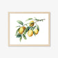 Botanical Art Prints - BC