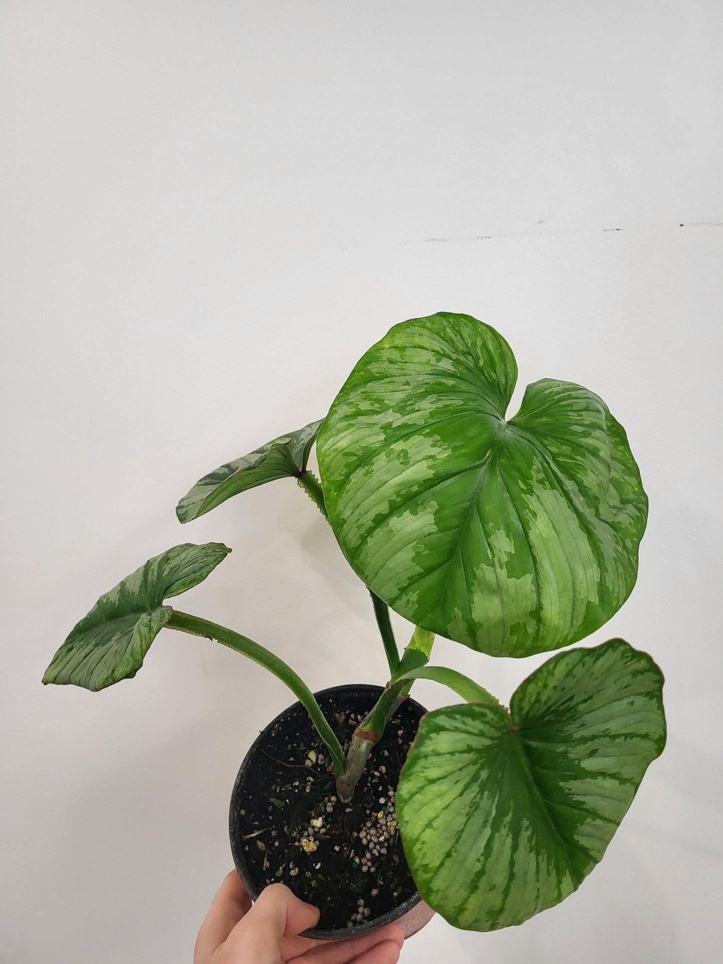 Philodendron mamei 'Silver'