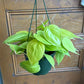 Philodendron cordatum 'Neon'
