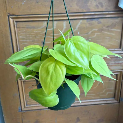 Philodendron cordatum 'Neon'