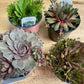 Sempervivum - Hens & Chicks