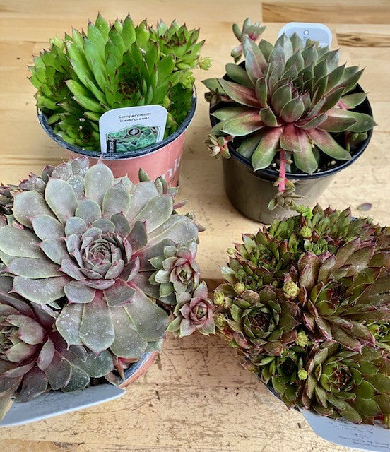 Sempervivum - Hens & Chicks