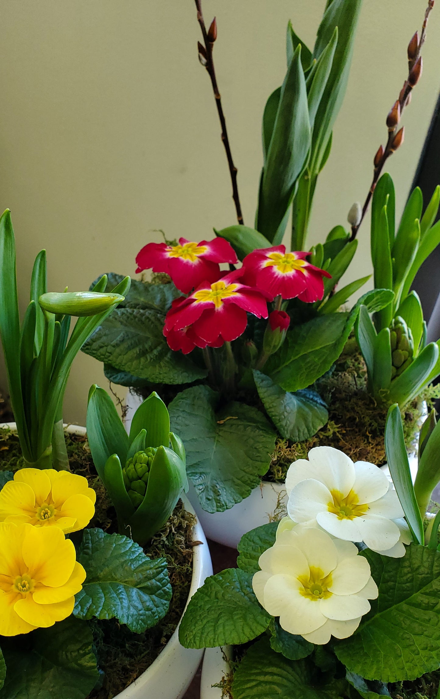 Spring bulb planter: February 22nd 10am