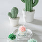 Tealight Candles - Bear Paw Succulent