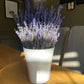 Dried English Lavender Bouquets - ON