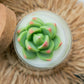 Soy Blend Candle - Succulent