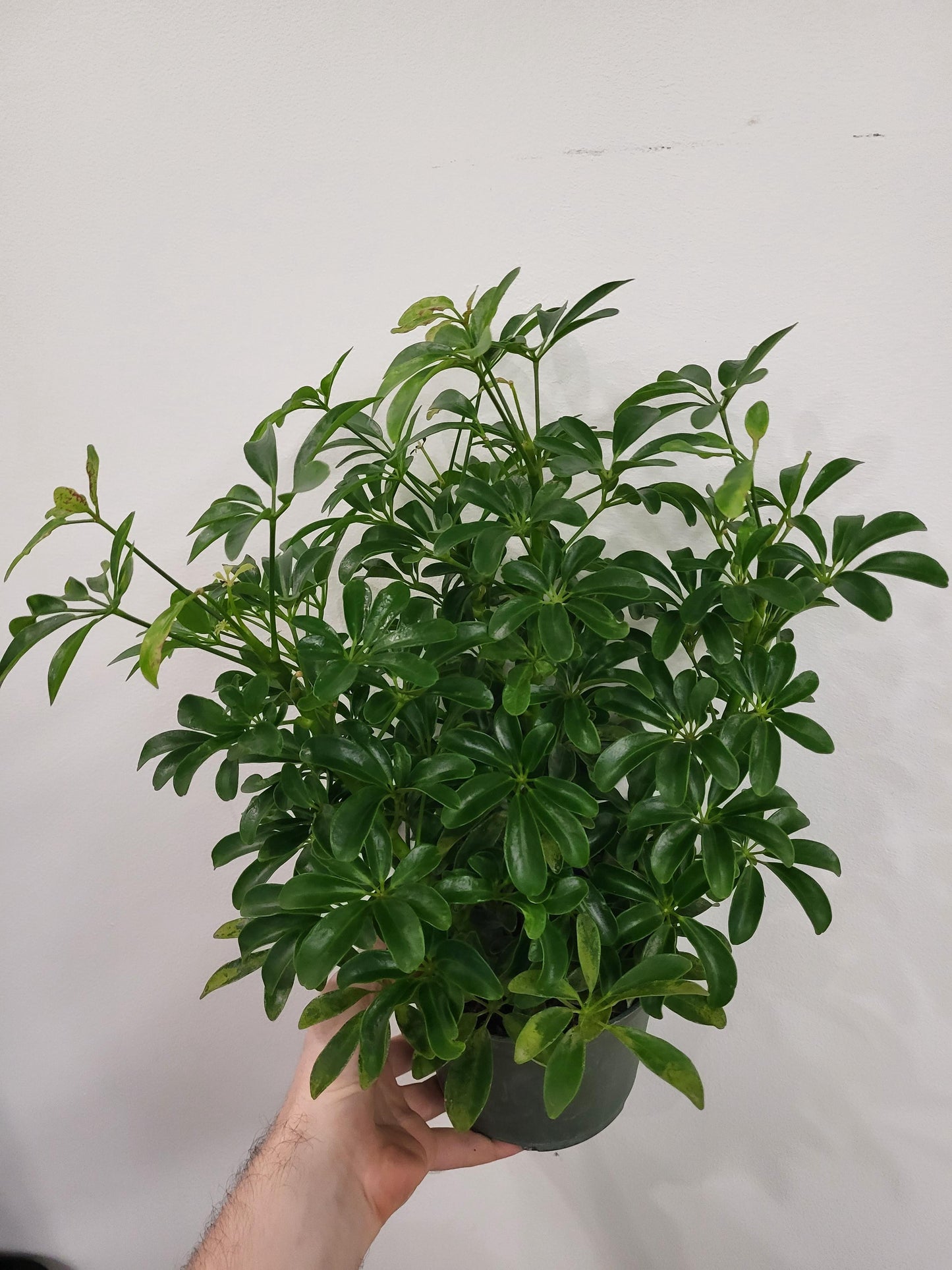 Schefflera arboricola- Dwarf Bush Schefflera