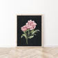 Botanical Art Prints - BC
