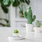 Tealight Candles - Succulent