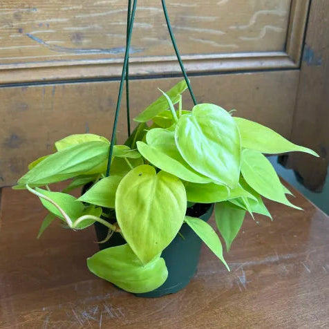 Philodendron cordatum 'Neon'