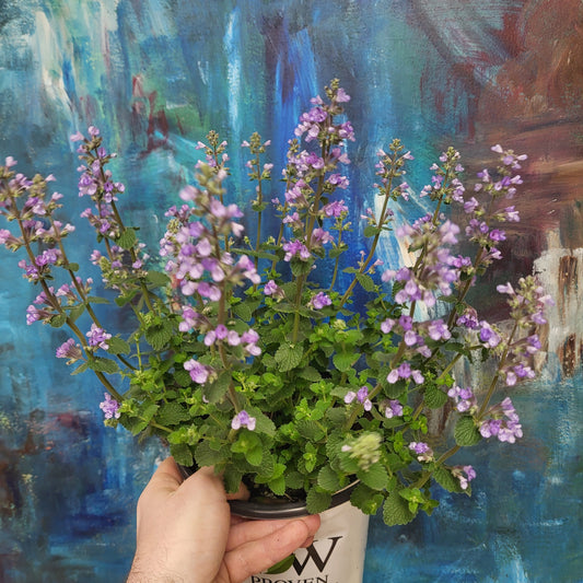 Nepeta 'Cat's Pyjamas' - Cat Mint