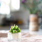 Tealight Candles - Succulent