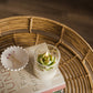 Soy Blend Candle - Succulent