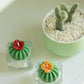 Tealight Candles - Barrel Cactus