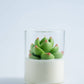 Soy Blend Candle - Succulent
