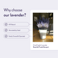 Dried English Lavender Bouquets - ON