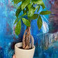 Pachira aquatica - Money Tree
