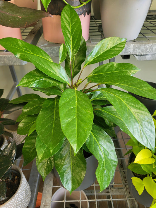 Schefflera alpina - Alpine Schefflera