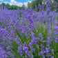Dried English Lavender Bouquets - ON