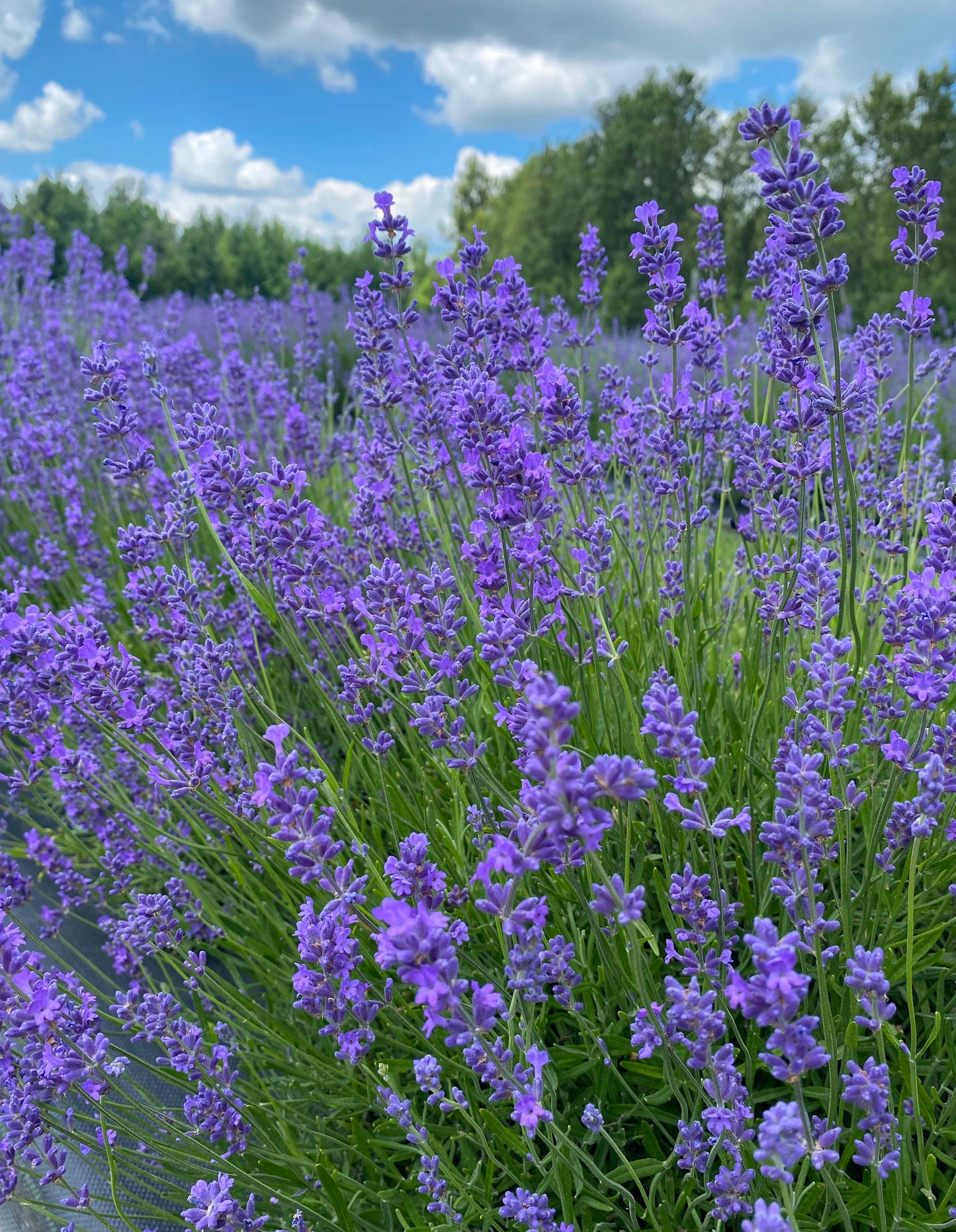 Dried English Lavender Bouquets - ON