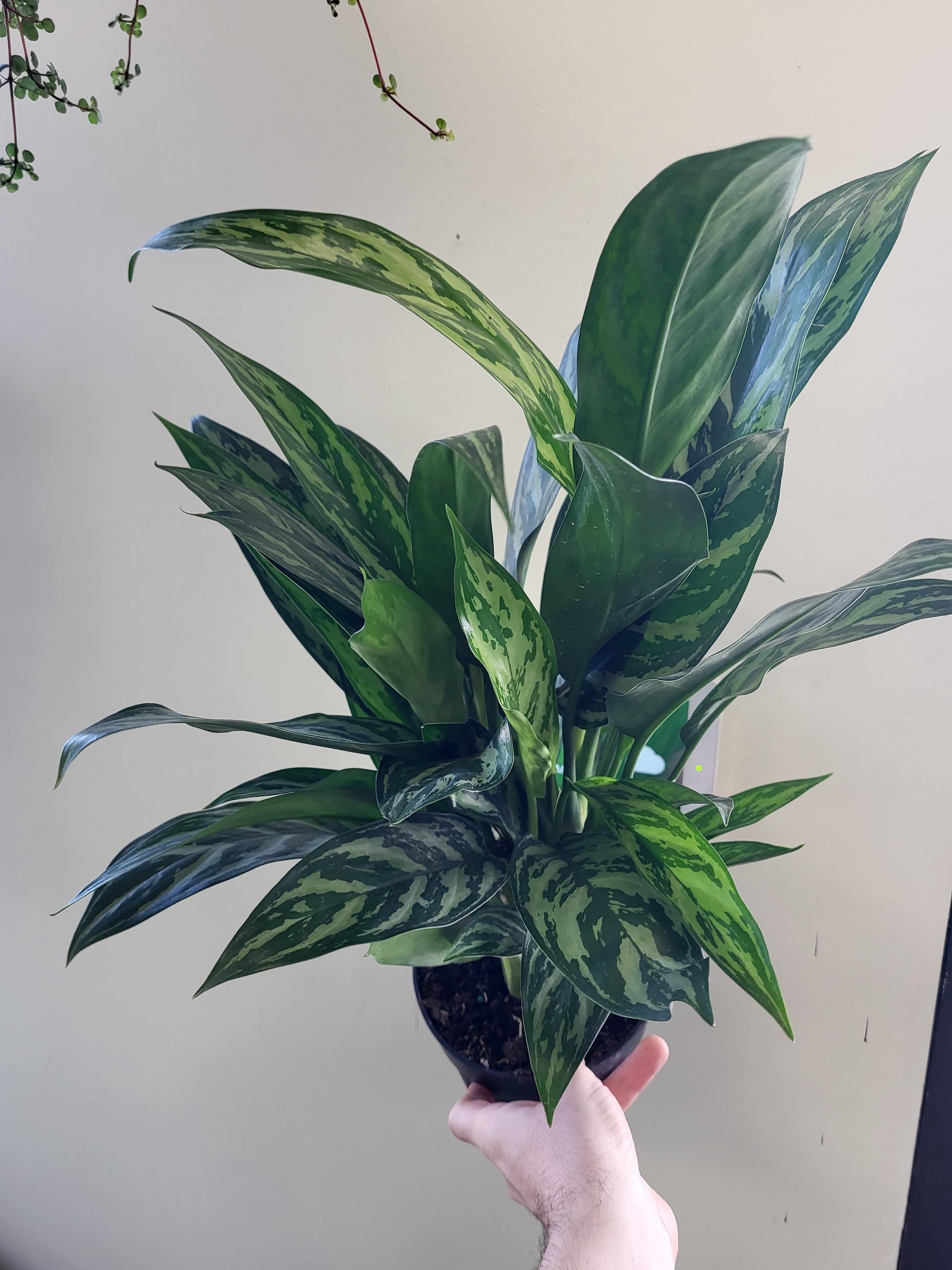 aglaonema tigress plant Aglaonema 'Tigress'