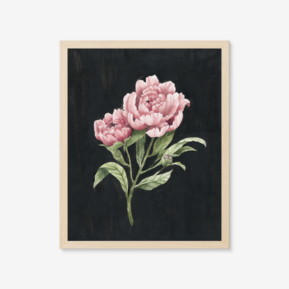 Botanical Art Prints - BC