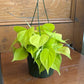 Philodendron cordatum 'Neon'
