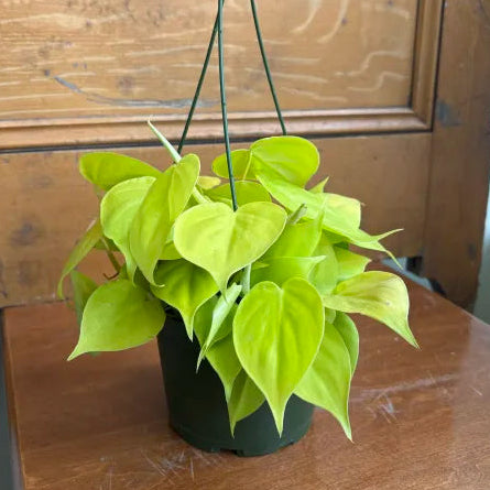 Philodendron cordatum 'Neon'