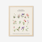 Botanical Art Prints - BC